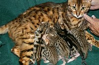 Tanger with her litter born 15 July 2004.  Trim is the second baby from the right.  